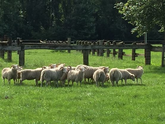 Die Lämmer wachsen, drei herrliche Jungs warten auf einen neuen Besitzer